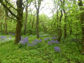 Bluebell wood